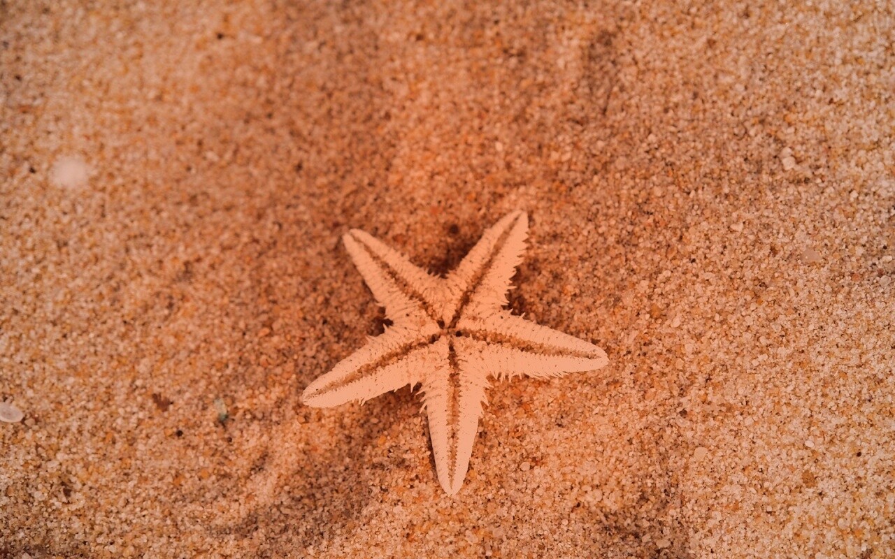 Морская звезда на песке обои