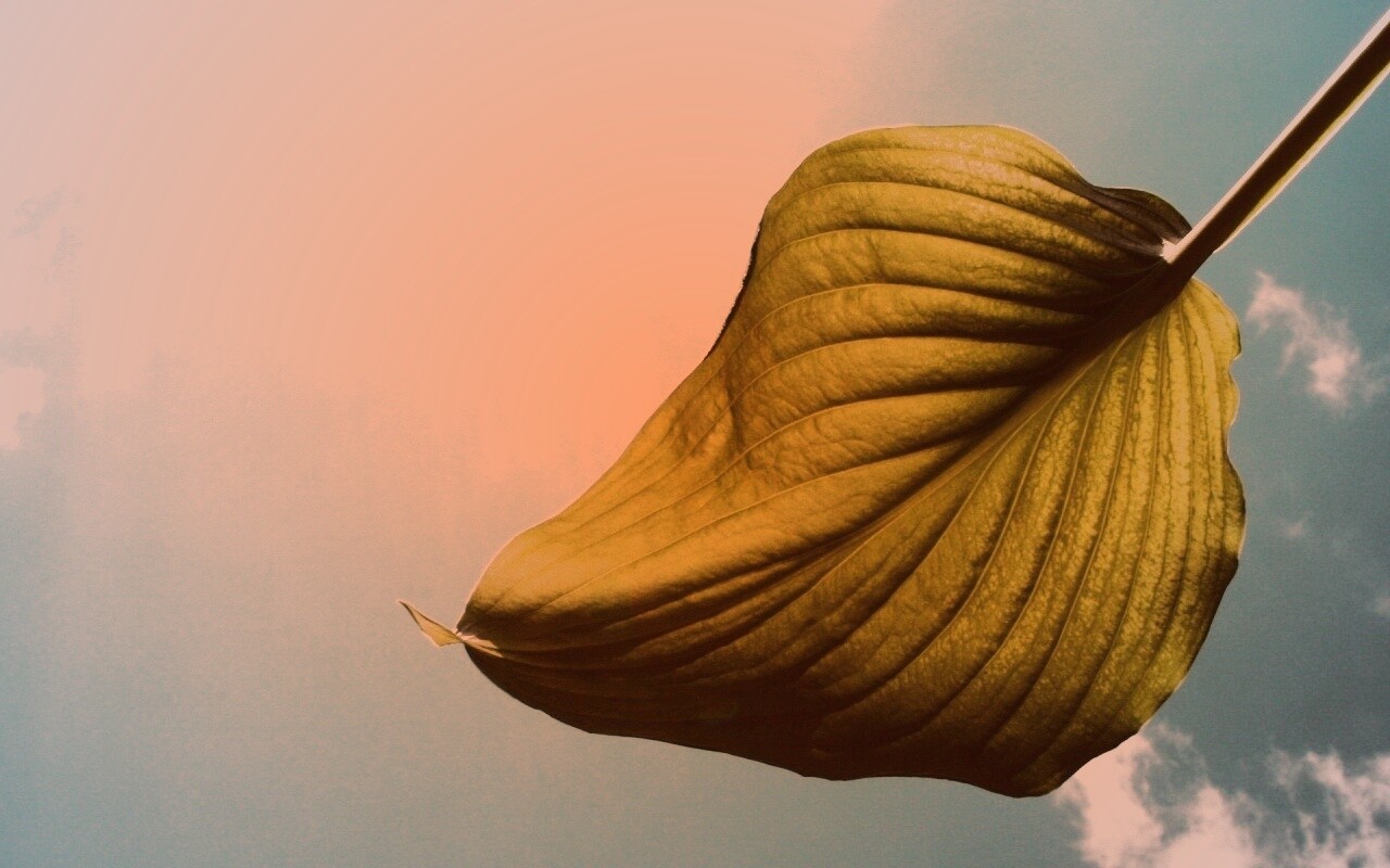 Листик тянется к солнцу обои
