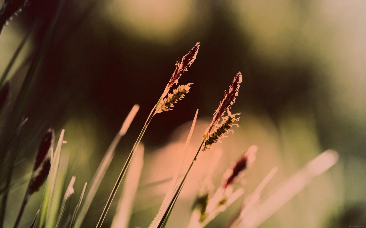 Макро фото луговой травы обои