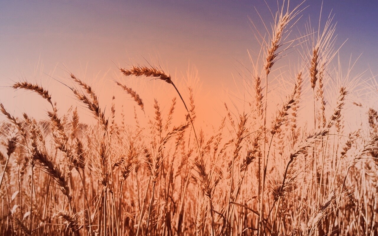 Пшеничные колосья обои