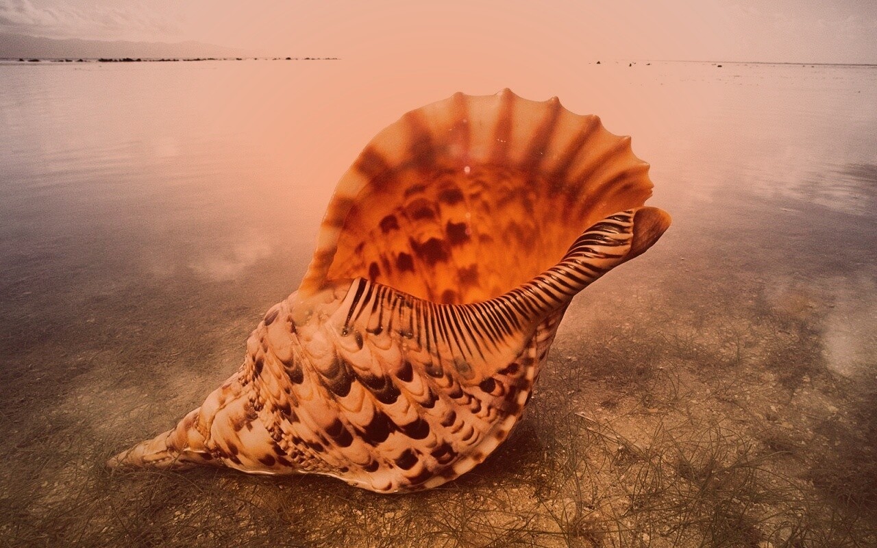 Морская раковина обои
