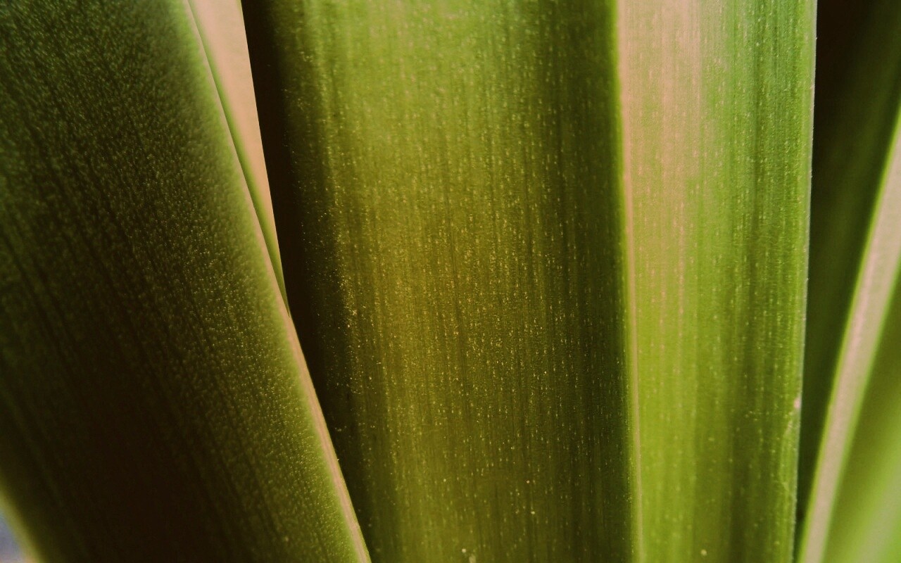 Сочная травинка обои