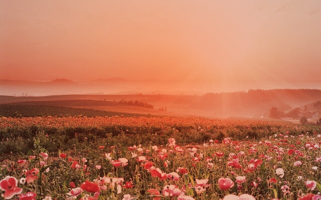 Цветущие поля обои