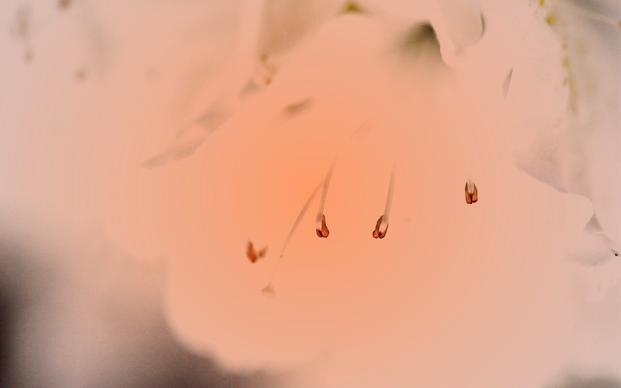 Цветок орхидеи обои