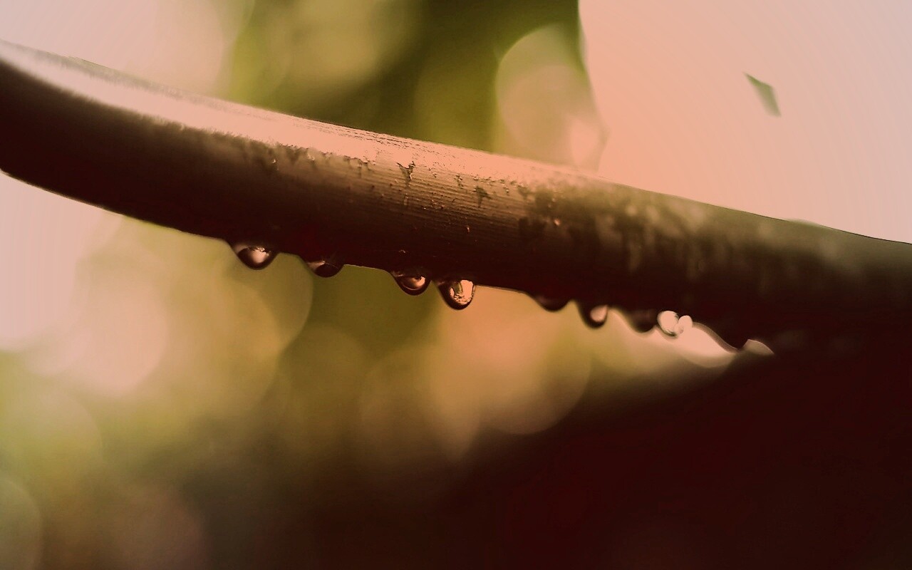 Капли на стебле обои