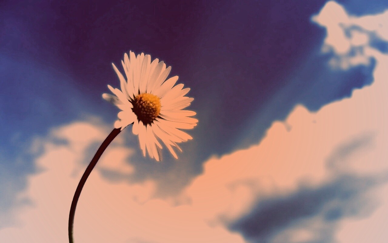 Ромашка на фоне неба обои