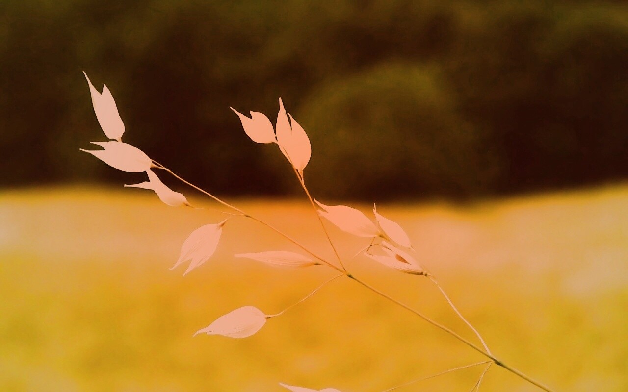 Белые полевые цветочки обои