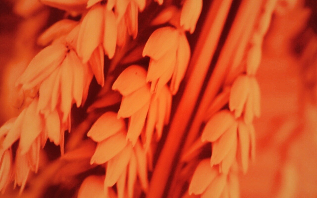 Оранжевое соцветие обои