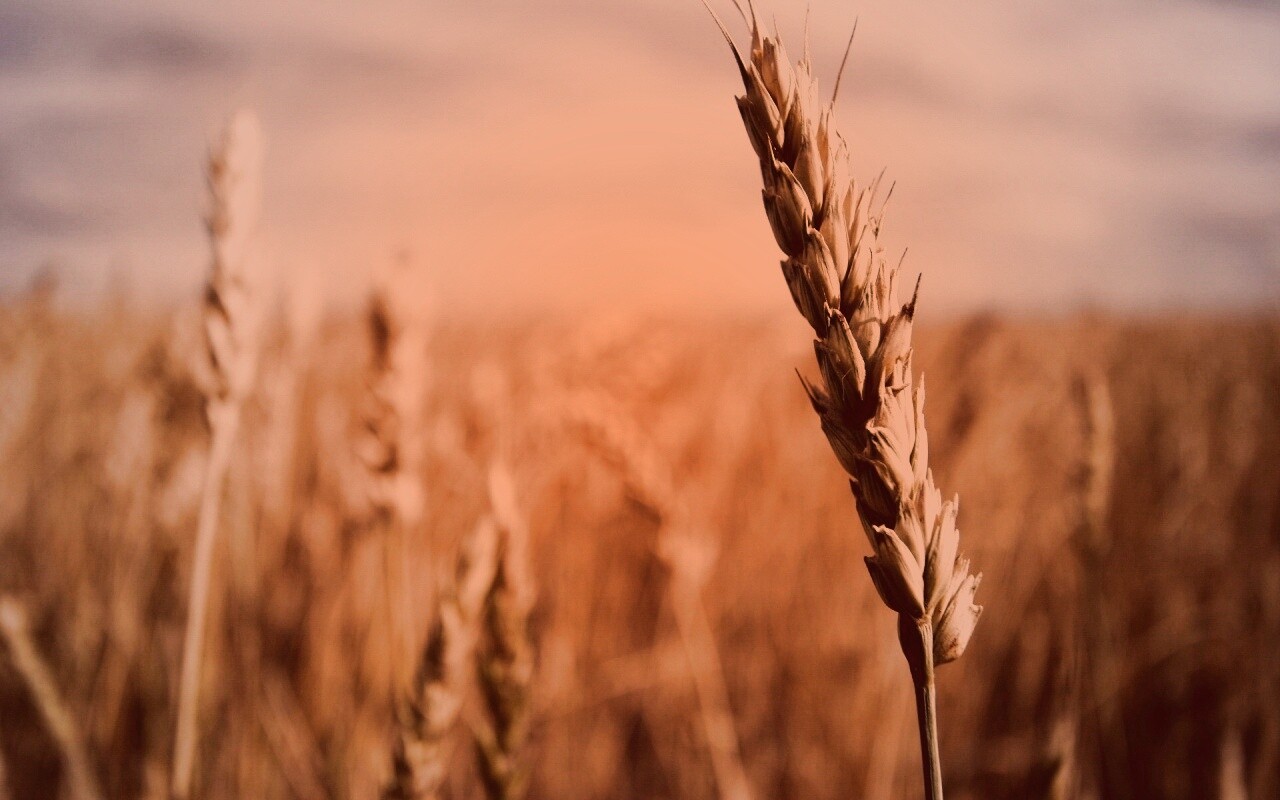 Колосок обои