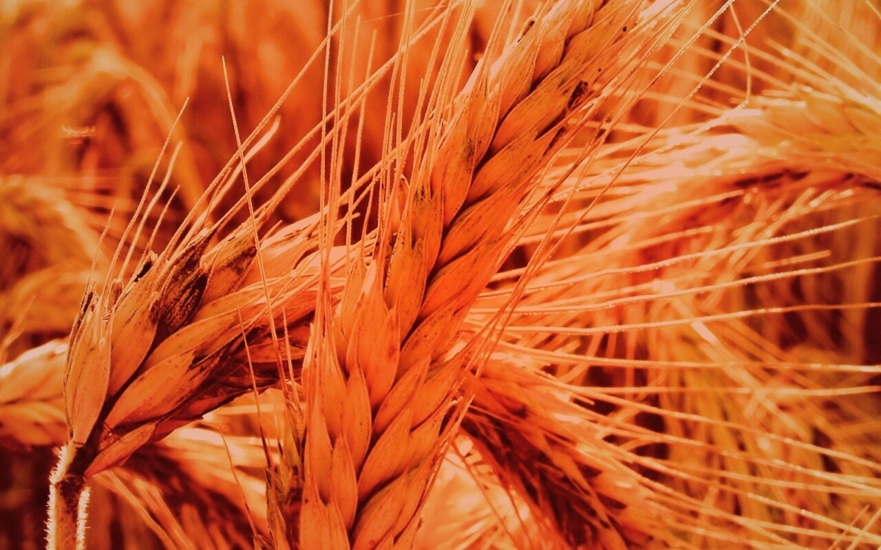 Зреющий колос обои