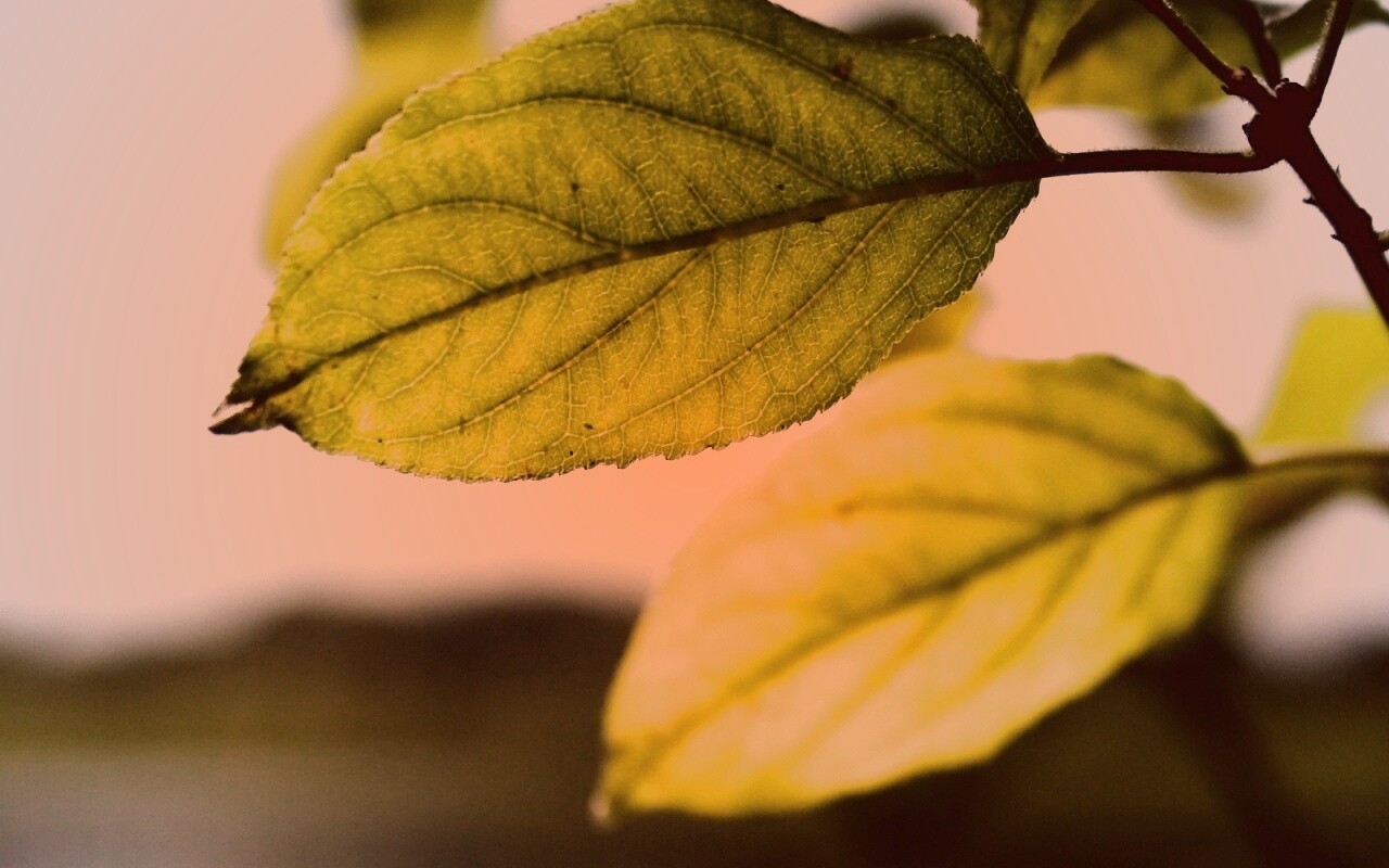 Три листа обои