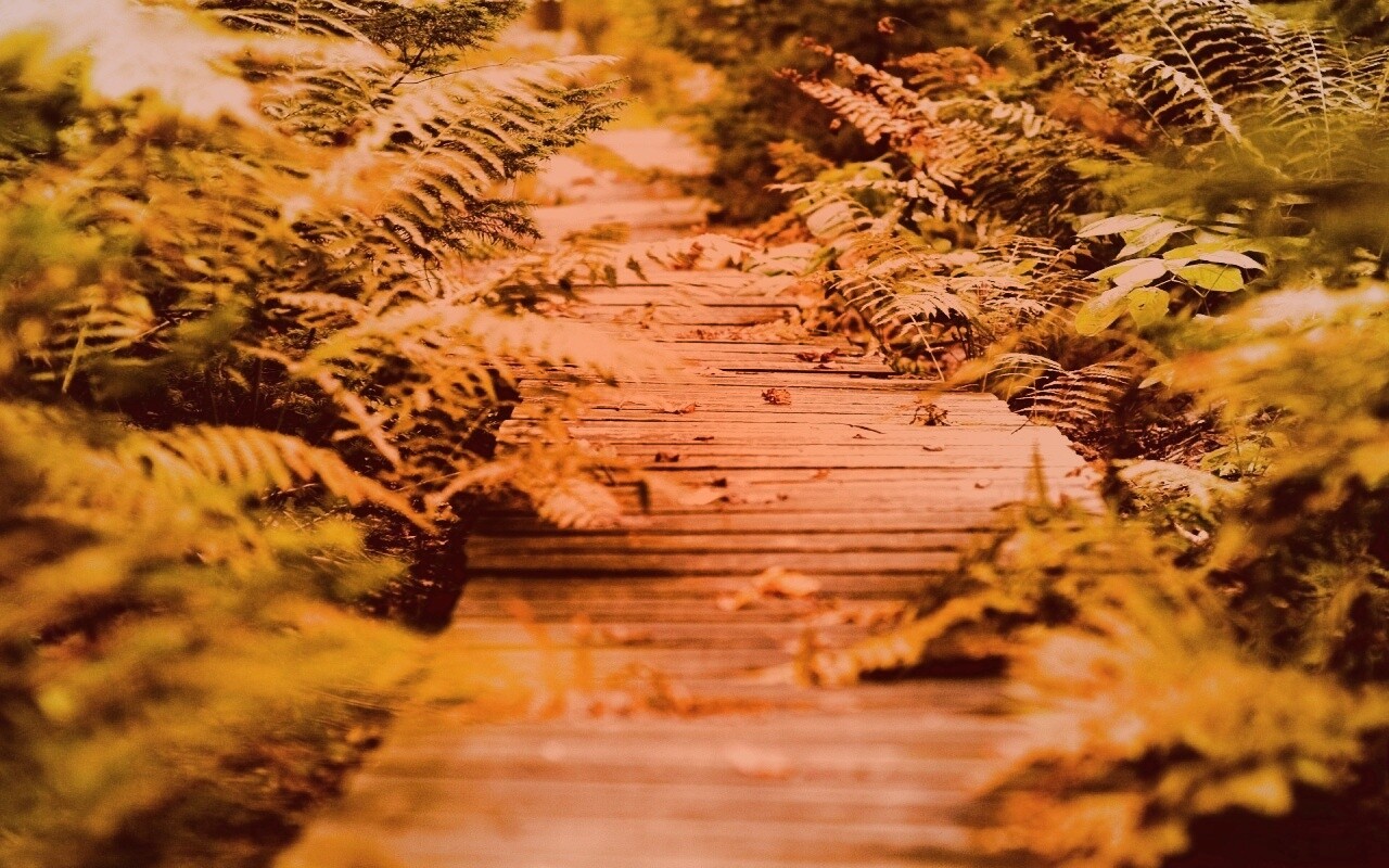 Деревянная дорожка обои