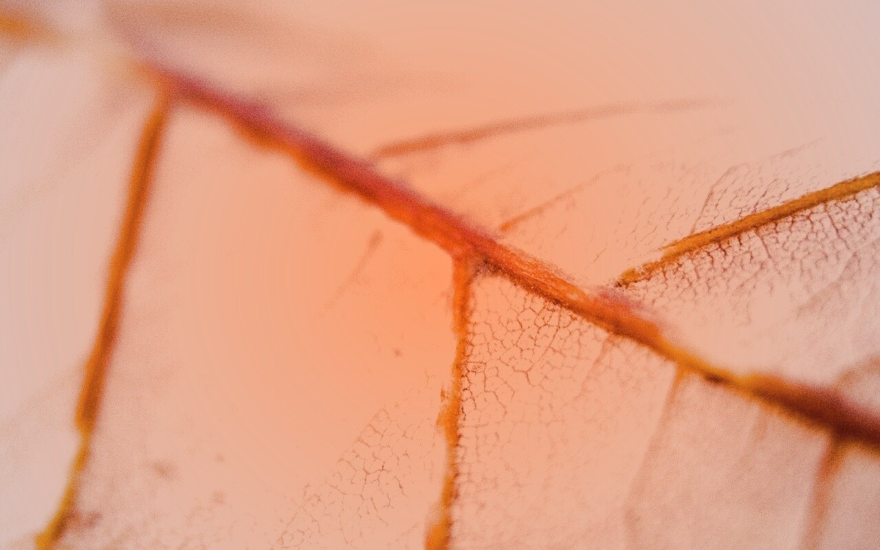 Желтый лист обои