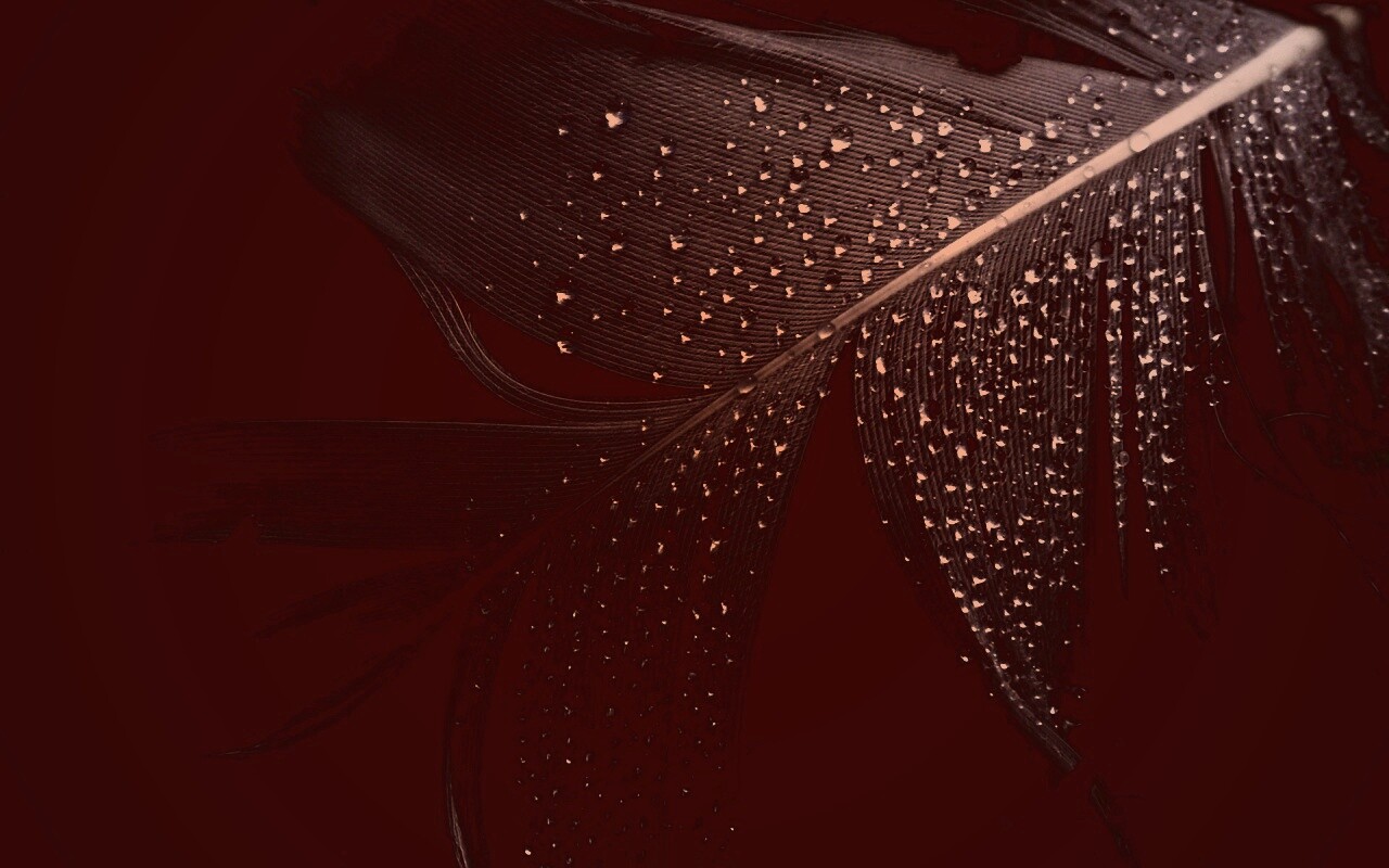 Капли на черном пере обои