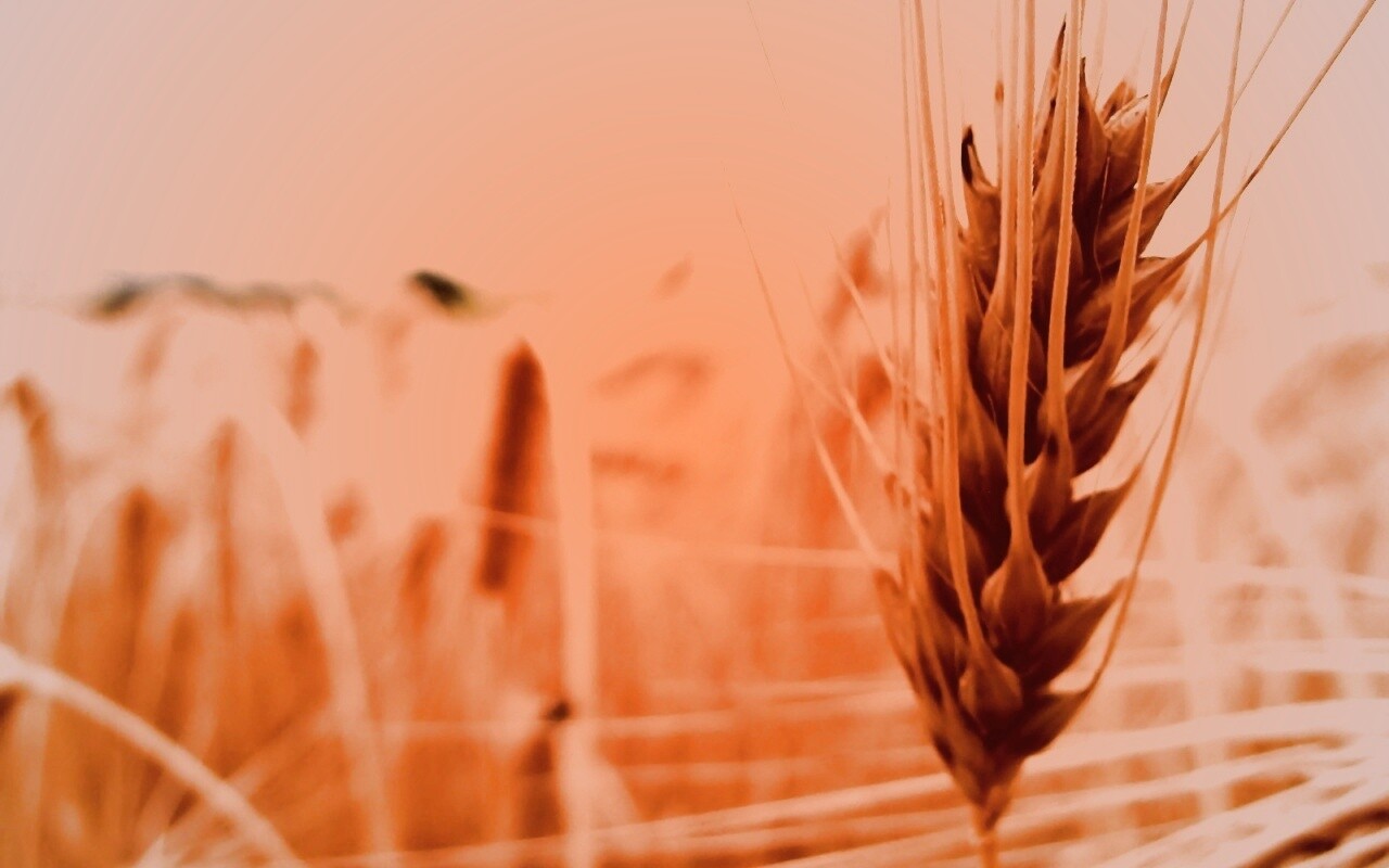 Короткий колос обои