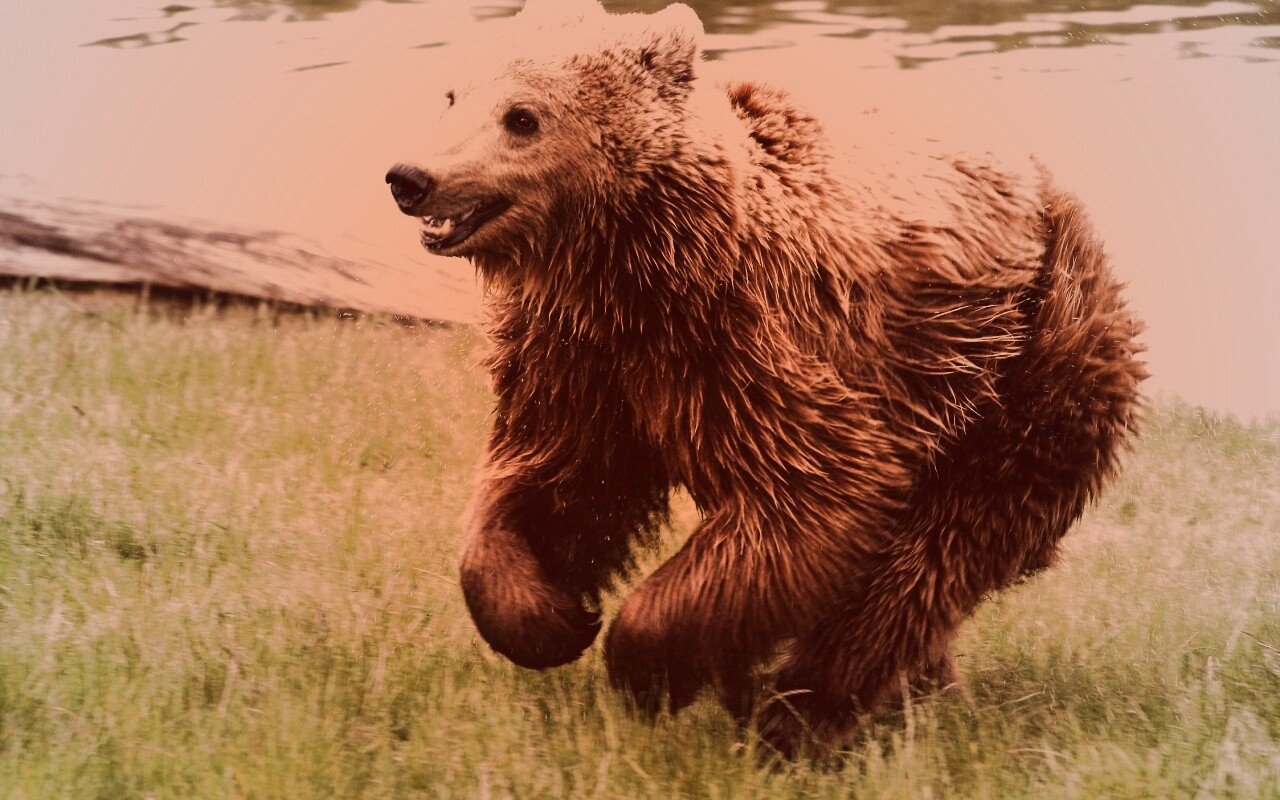 Мокрый мишка обои