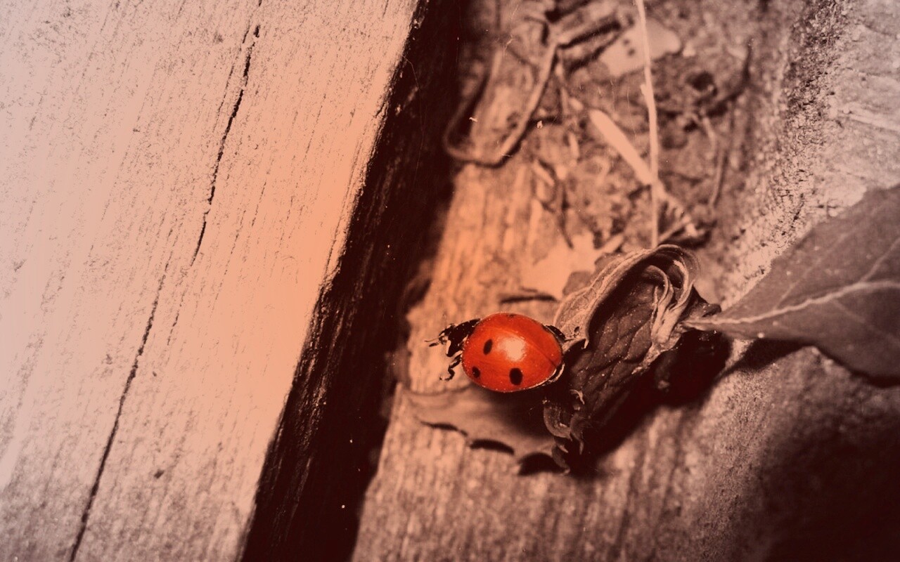 Божья коровка обои