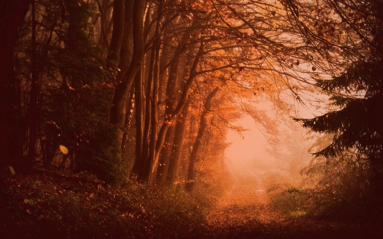 Дорожка заваленная листьями обои