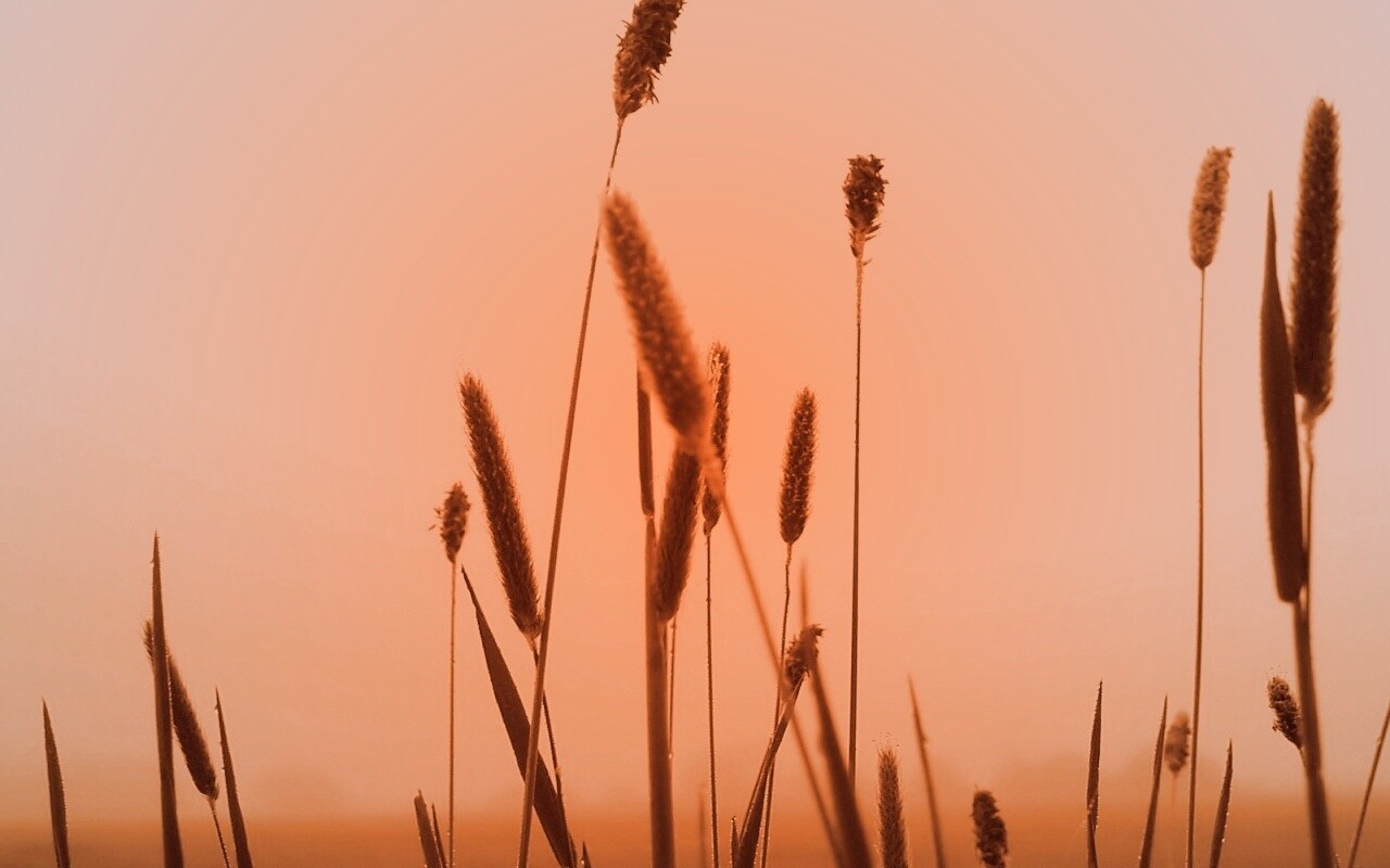 Травинки на фоне золотого неба обои