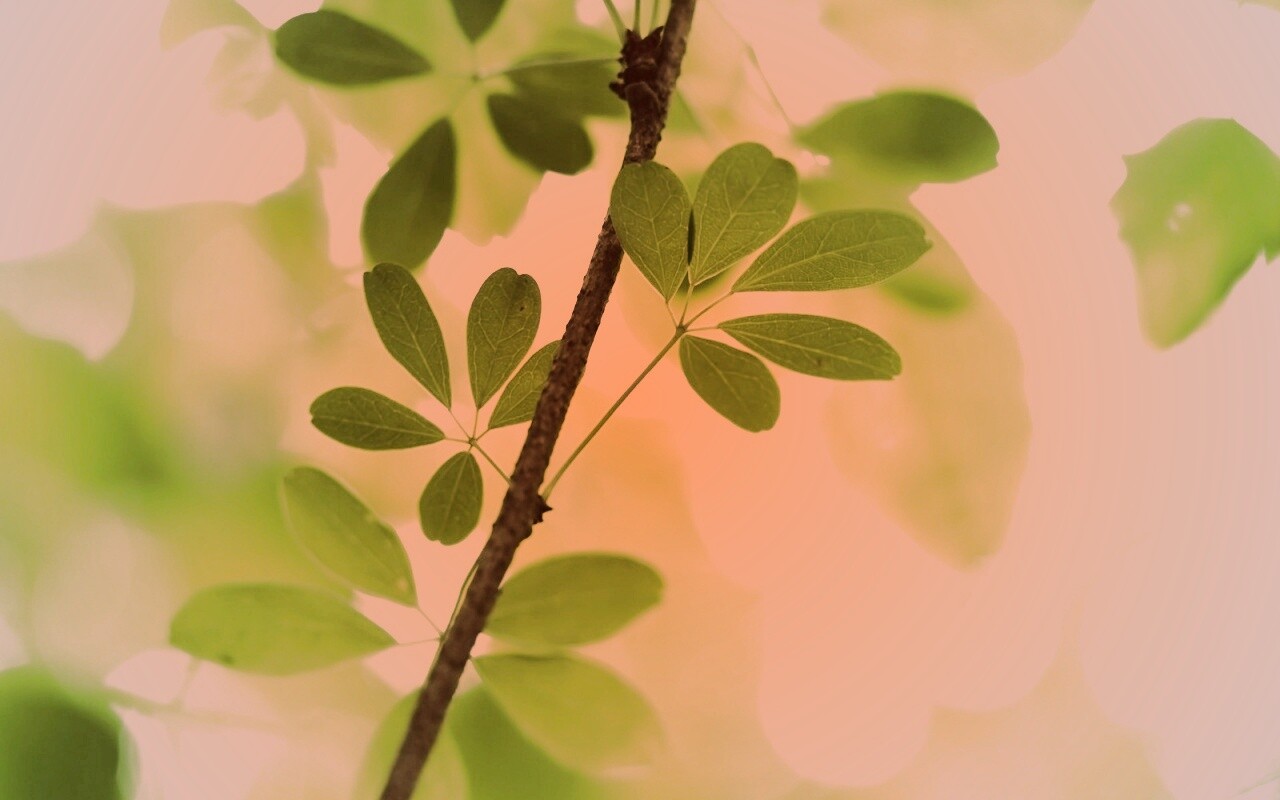 Листики на ветке обои