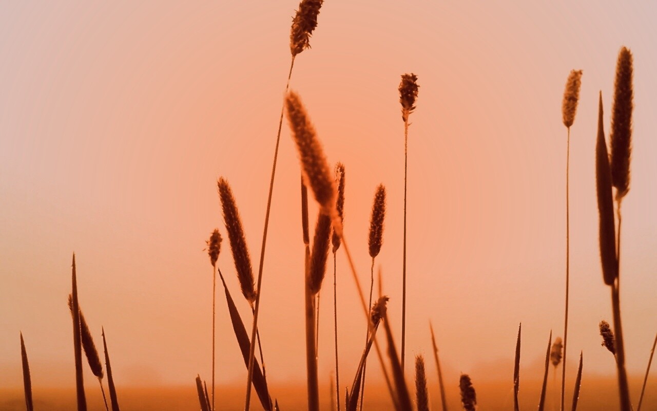 Травинки на закате обои