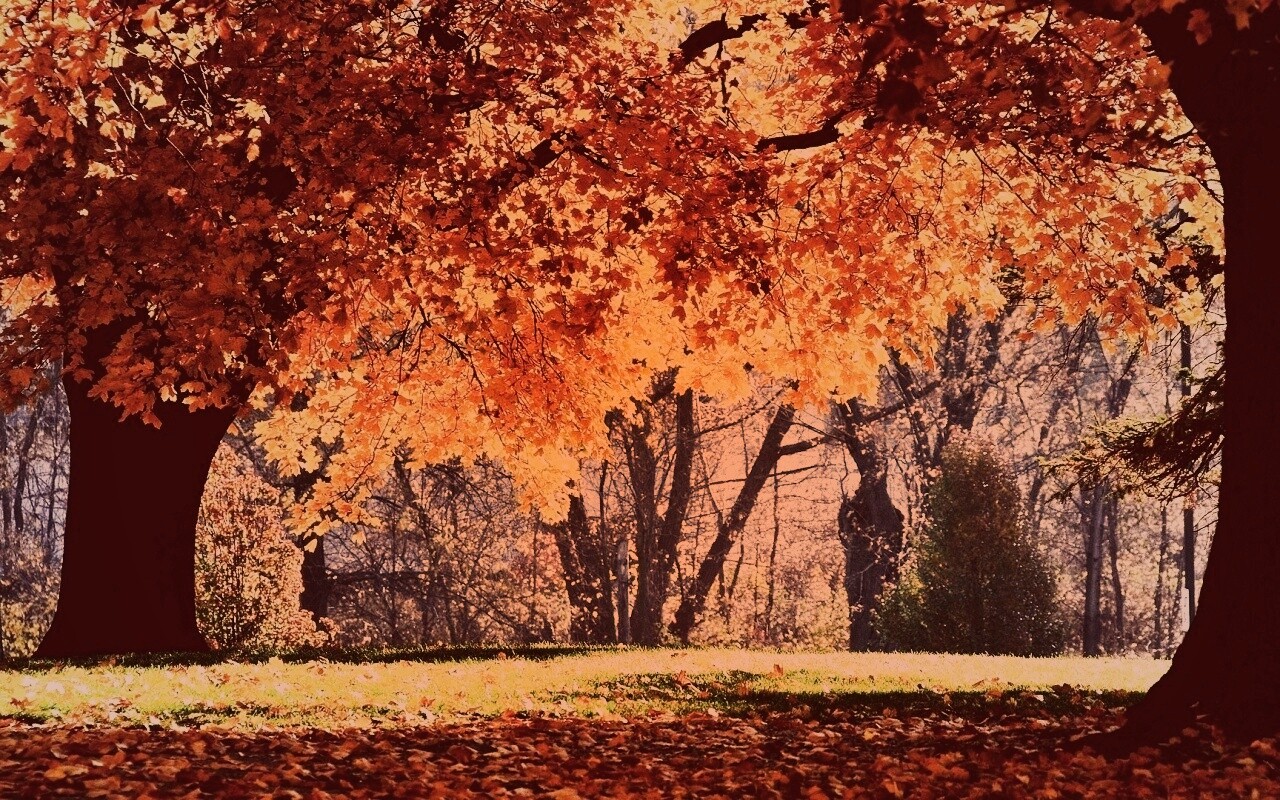 Размашистое осеннее дерево обои