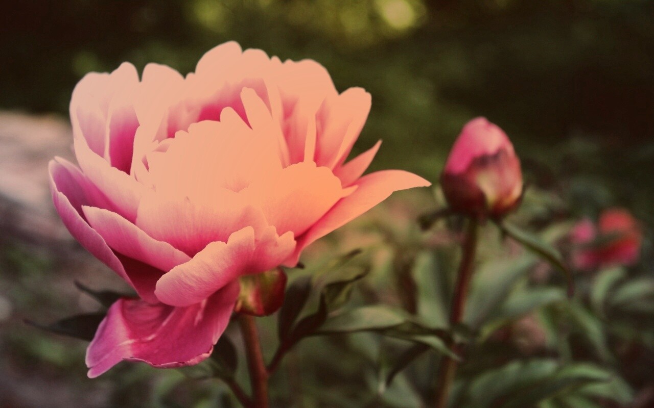 Розовый пион обои