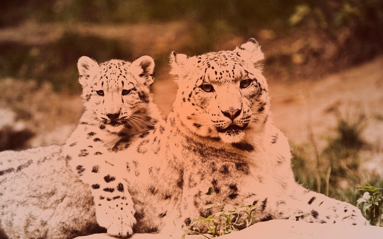 Самка снежного барса с котенком обои