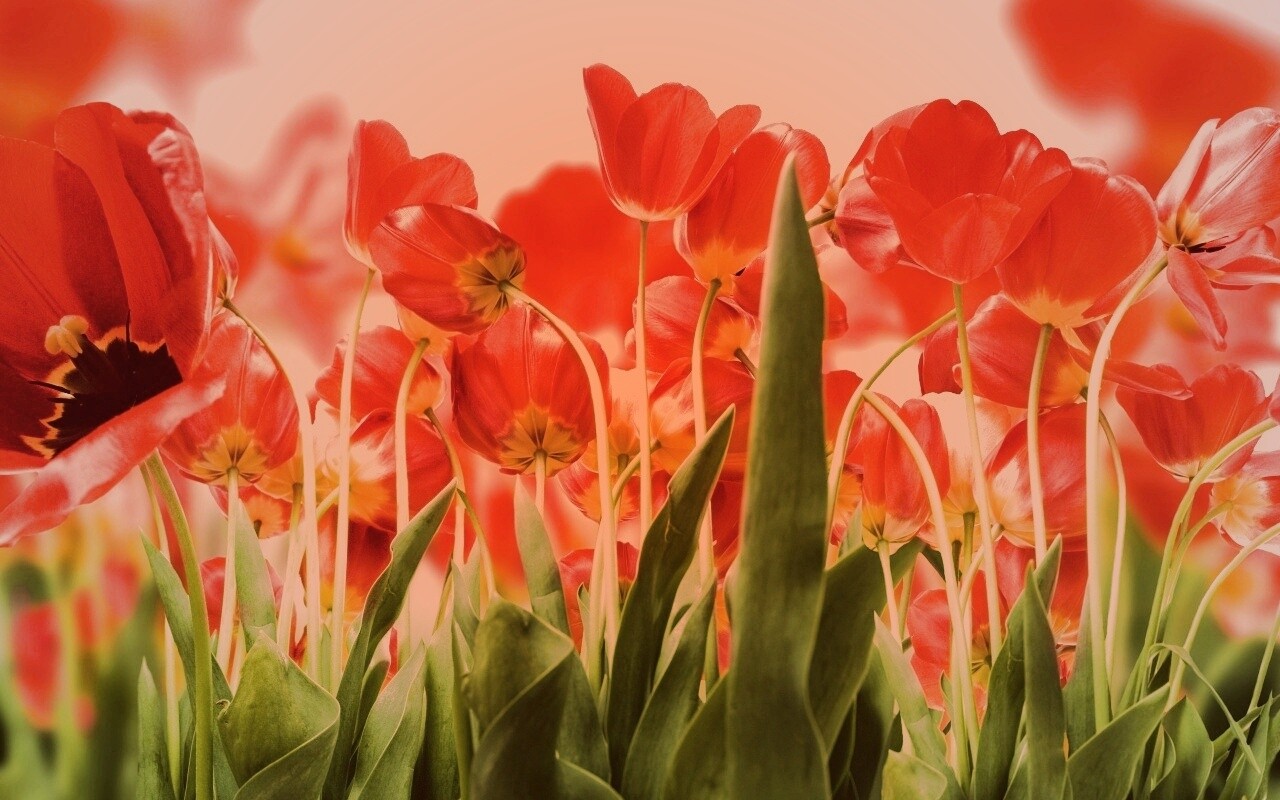 Цветущие маки обои