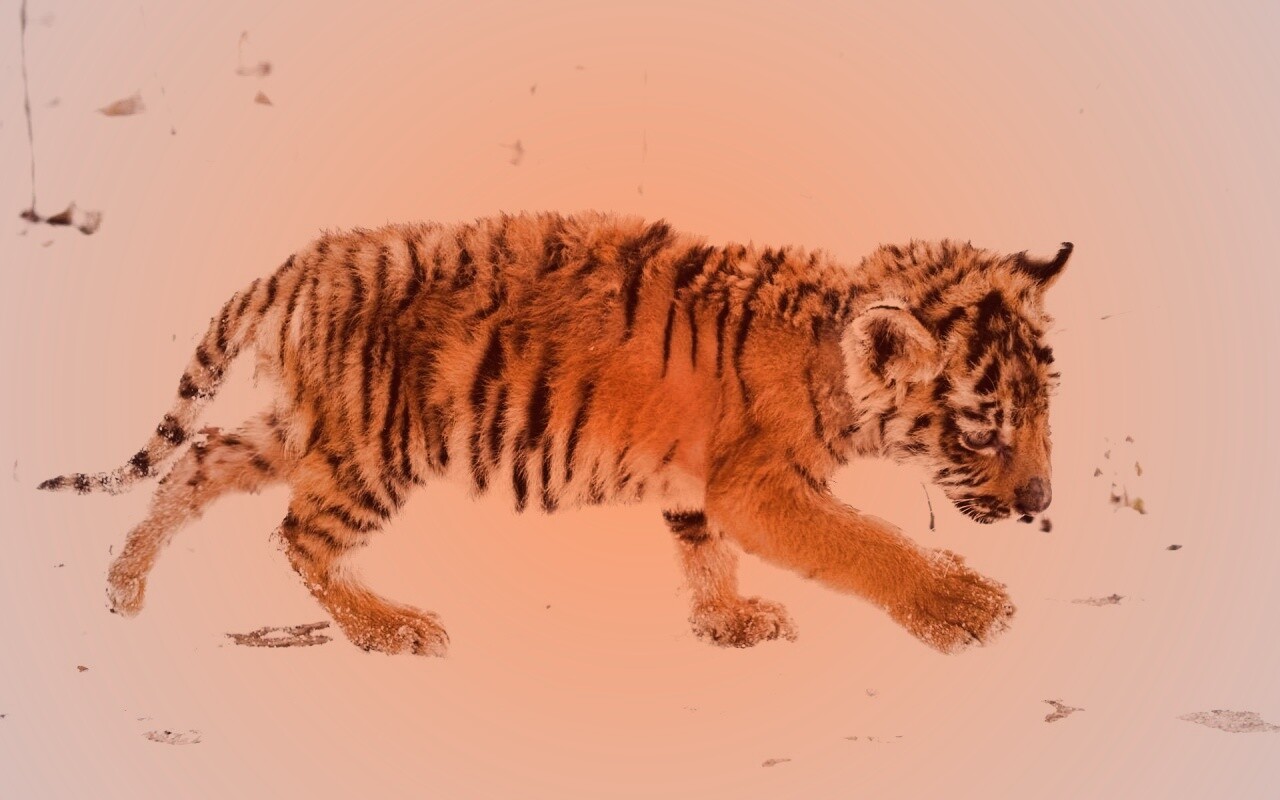 Тигренок на снегу обои