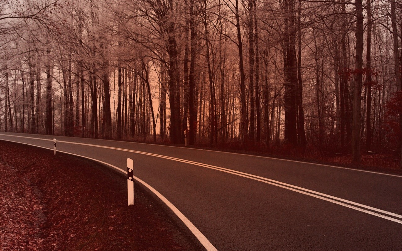 Дорога в осеннем лесу обои