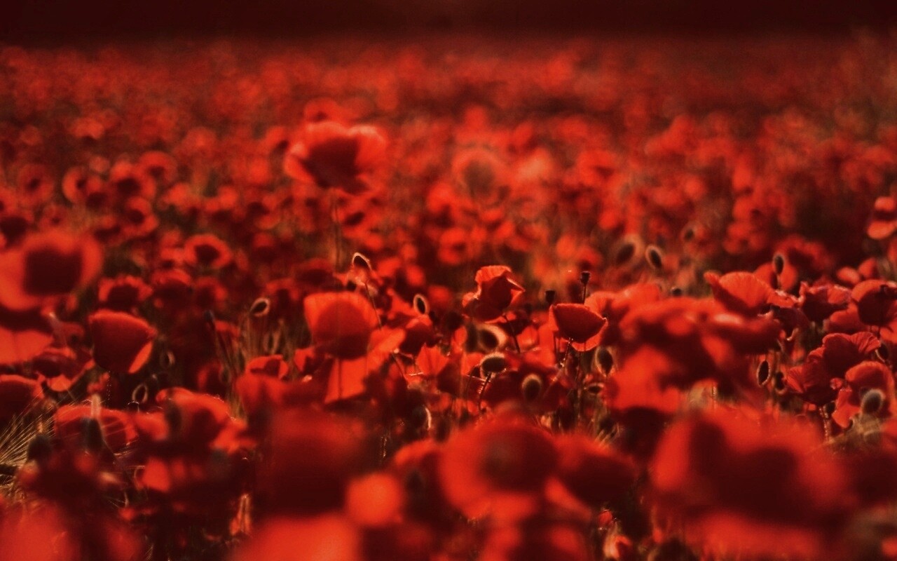 Маки в полях обои