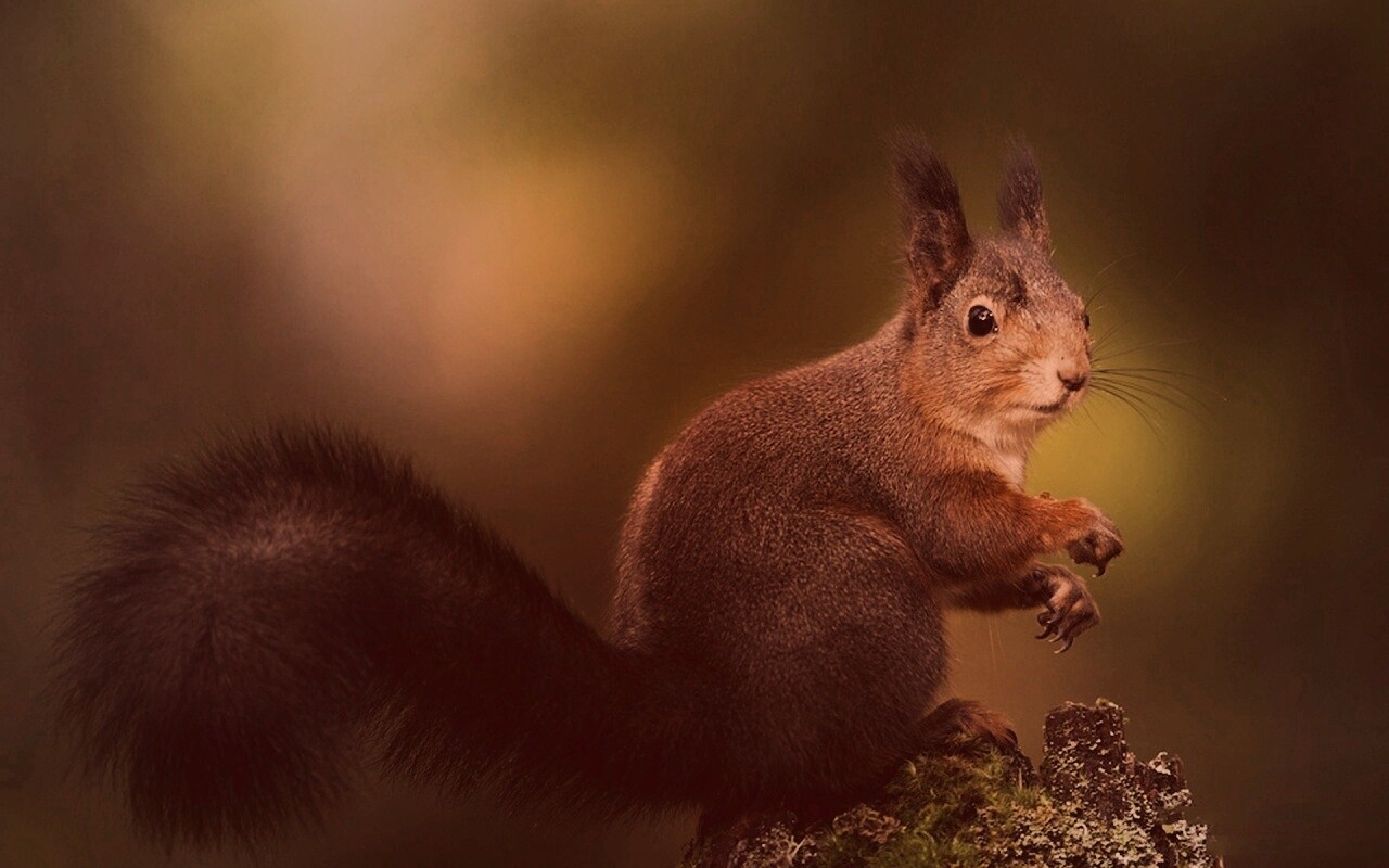 Белку застали врасплох обои