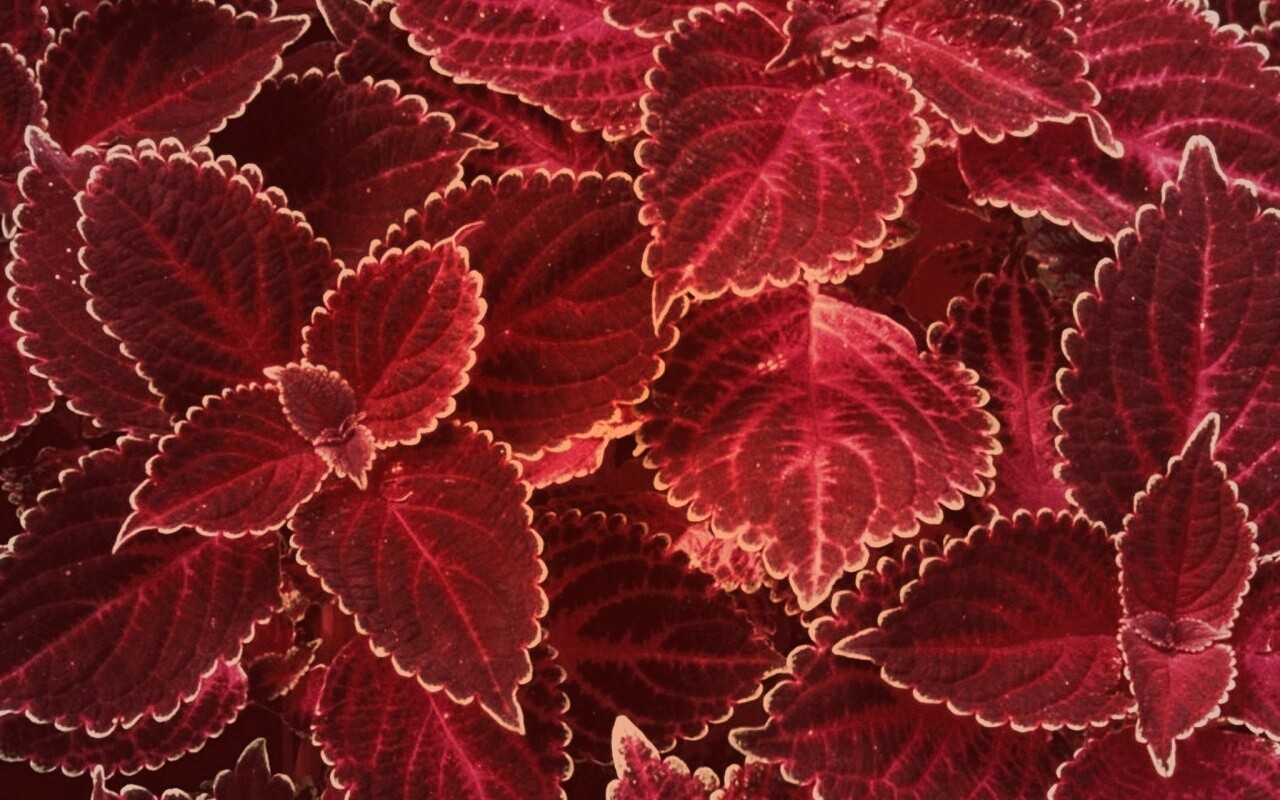 Красные листья обои