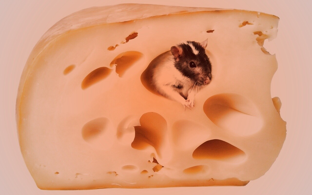 Мышка в сыре обои