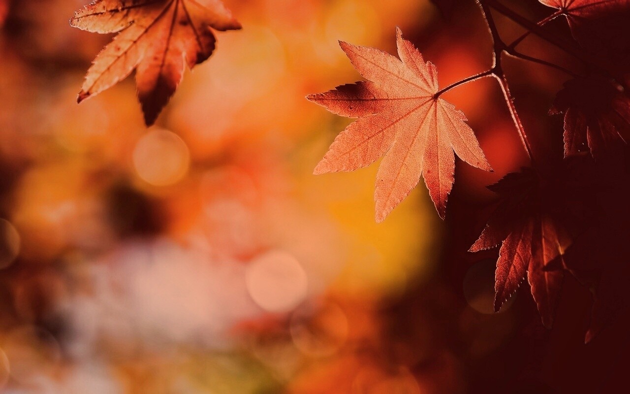 Осенние листья обои