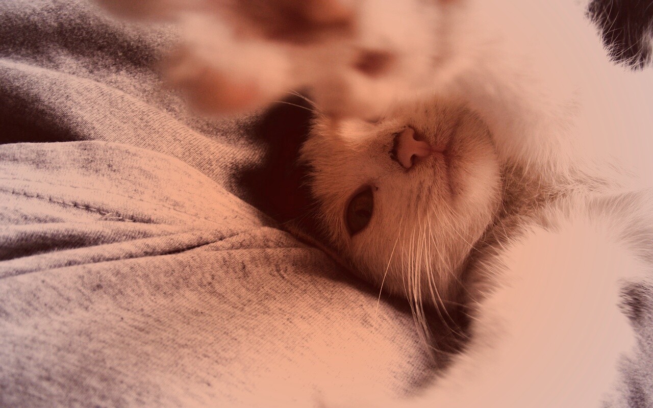 Кот фоткает сам себя обои