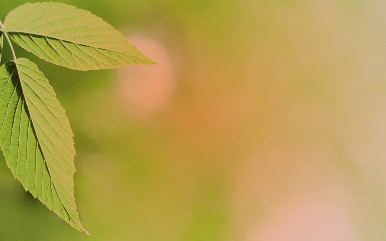 Два листа обои