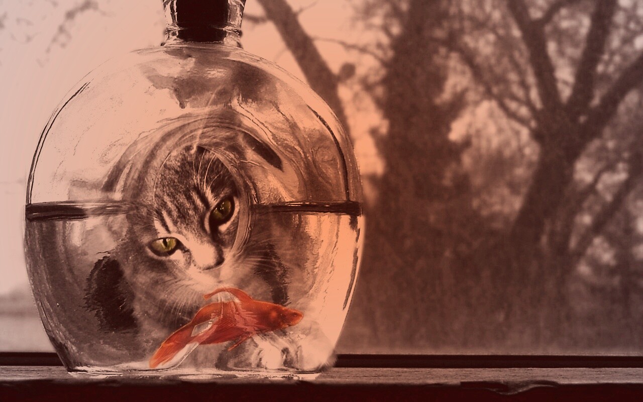 Кот наблюдает за рыбкой в бутылке обои