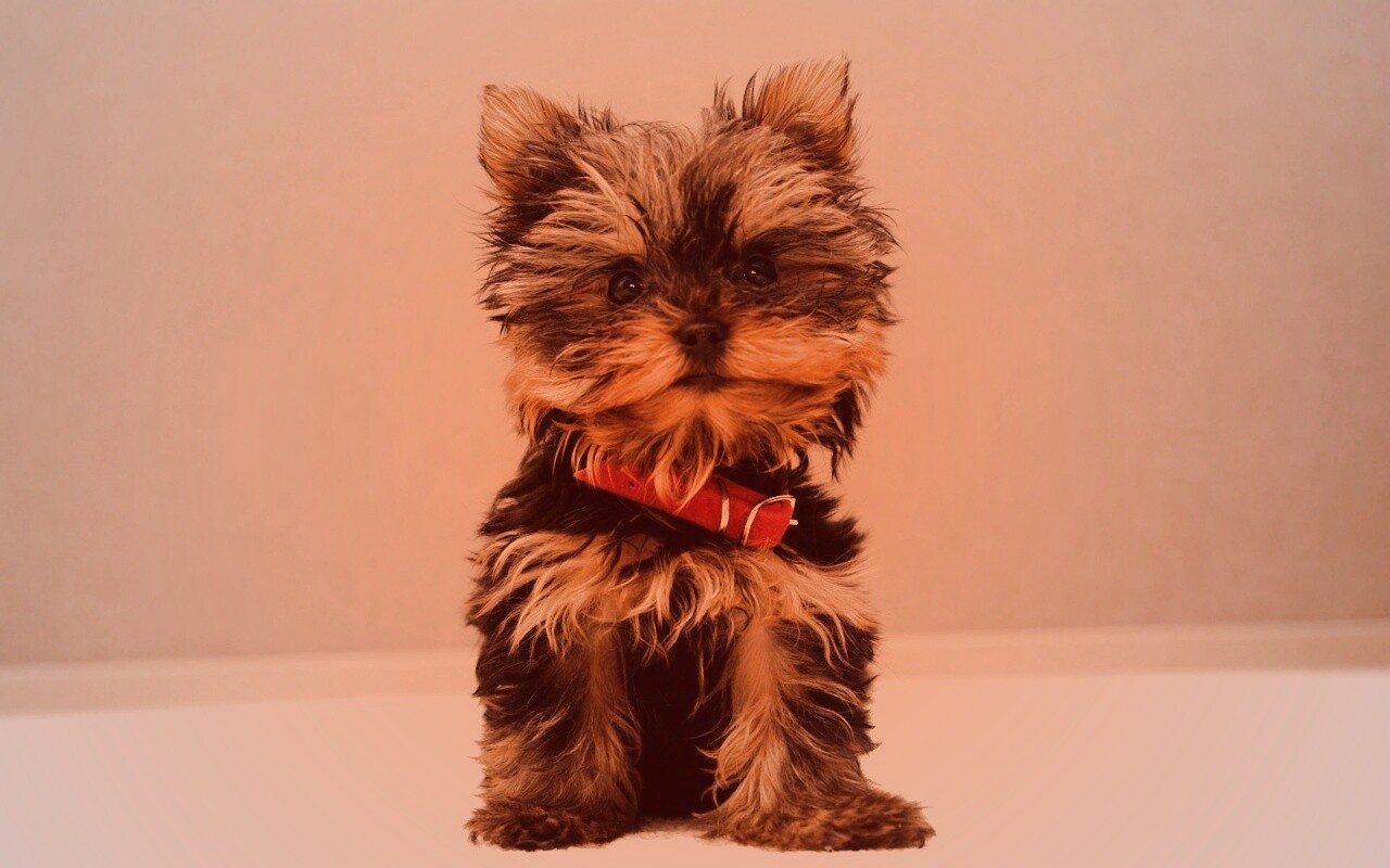 Щенок в красном ошейнике обои