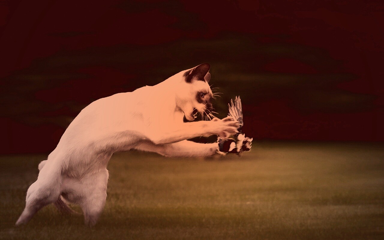 Кошка ловит птичку обои