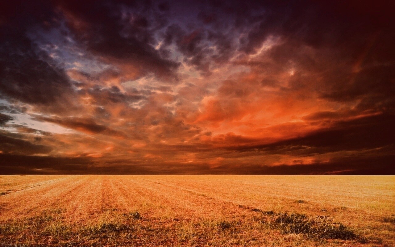 Тучи над желтым полем обои