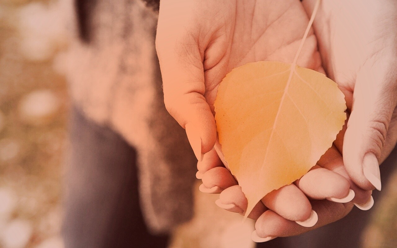 Осенний лист в руках обои