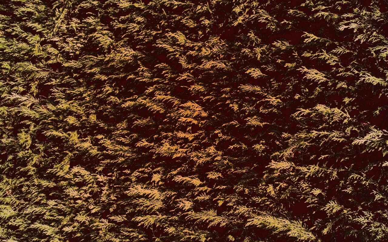 Густые хвойные заросли обои