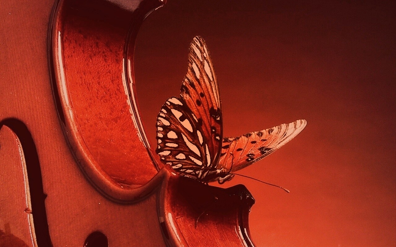 Бабочка на скрипке обои