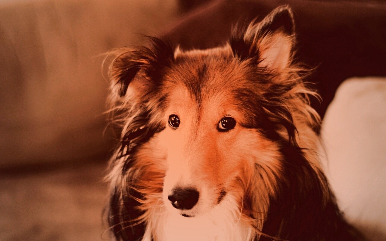 Колли с умными глазами обои