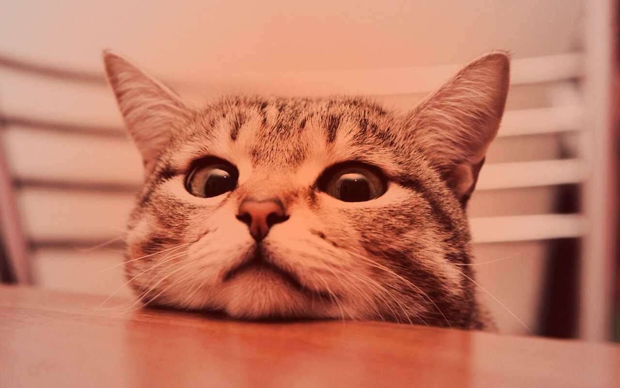 Любопытный котейка обои