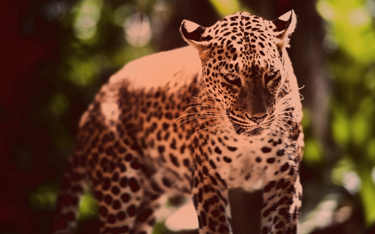 Леопард в сингапурском зоопарке обои