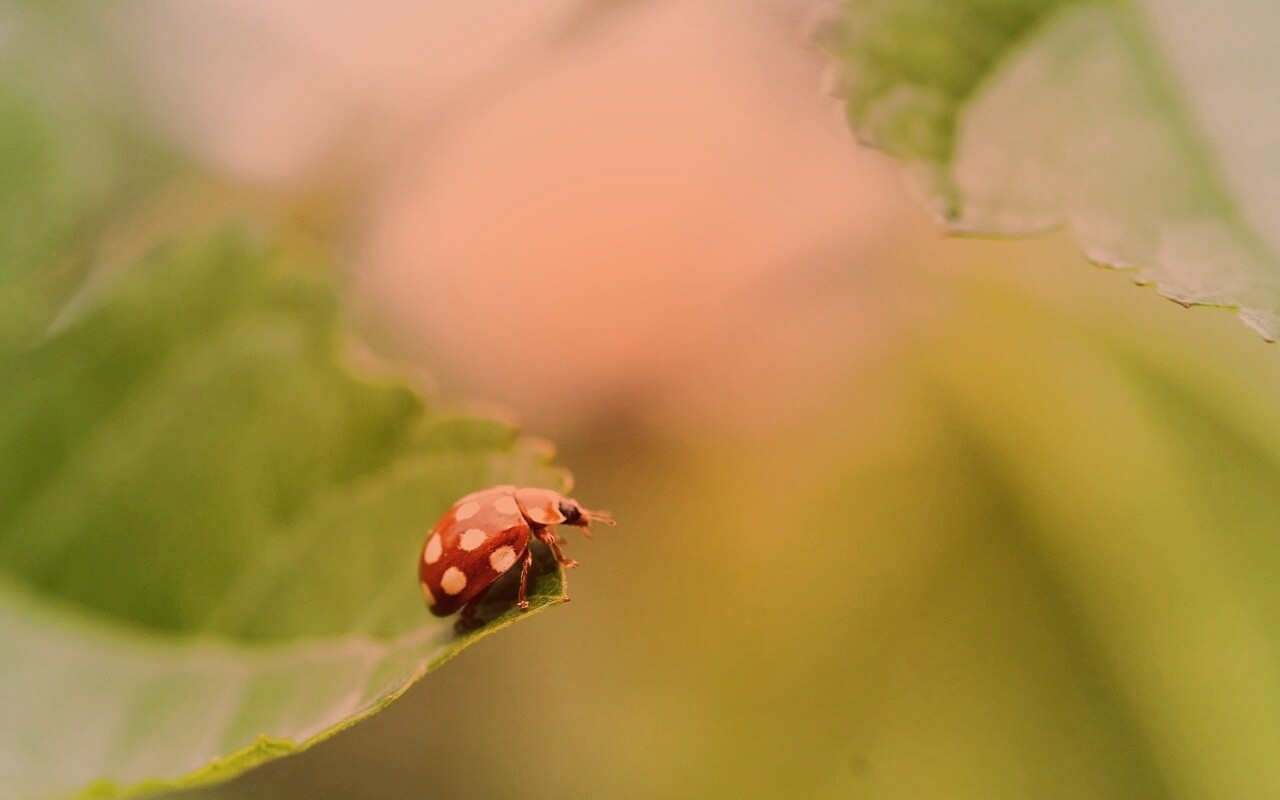 Божья коровка обои