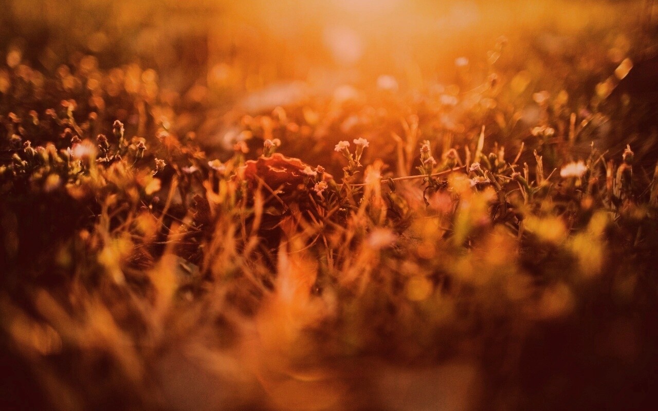 Полевые цветы в закатном солнце обои